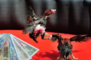 Hướng Dẫn Cách Chơi Đá Gà Sabong Fun88 Thắng Lớn Dễ Dàng